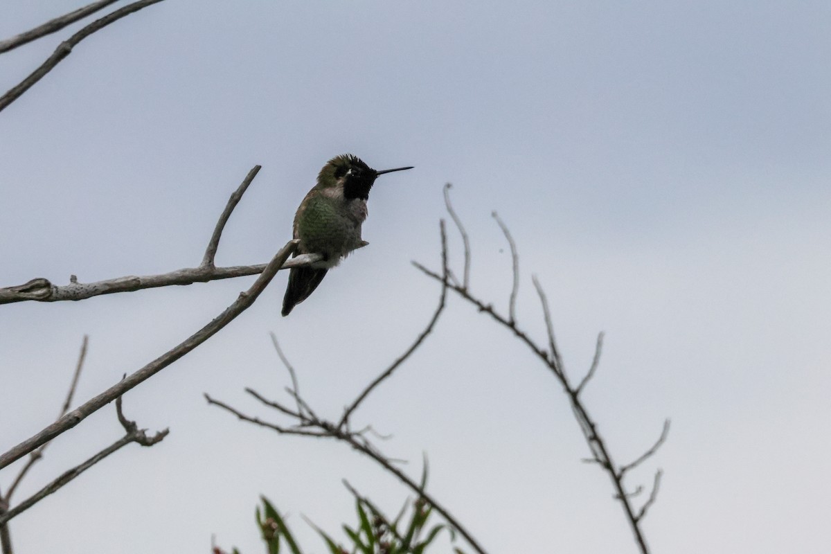 Anna's Hummingbird - ML647878500
