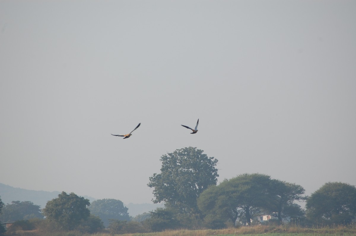 Ruddy Shelduck - ML647878501