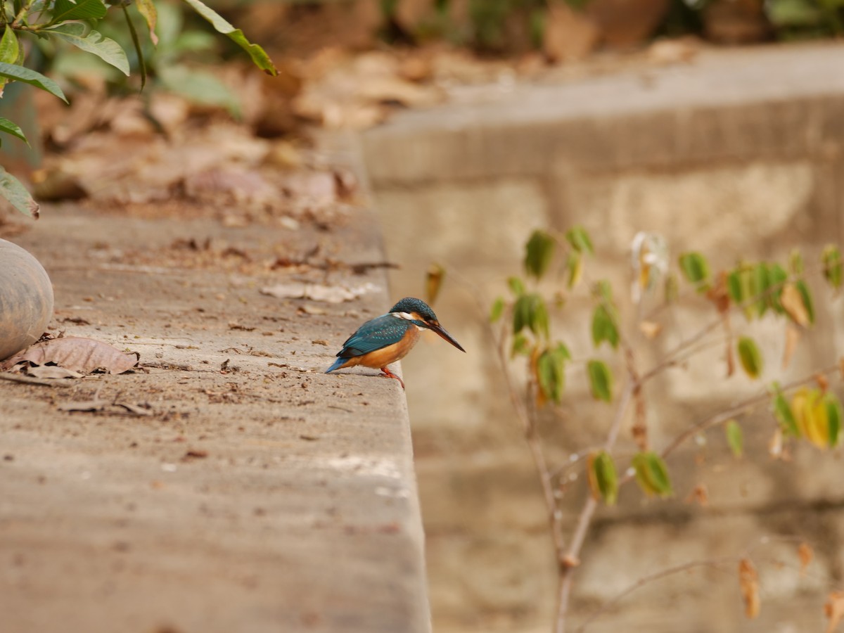 Common Kingfisher - ML647878502