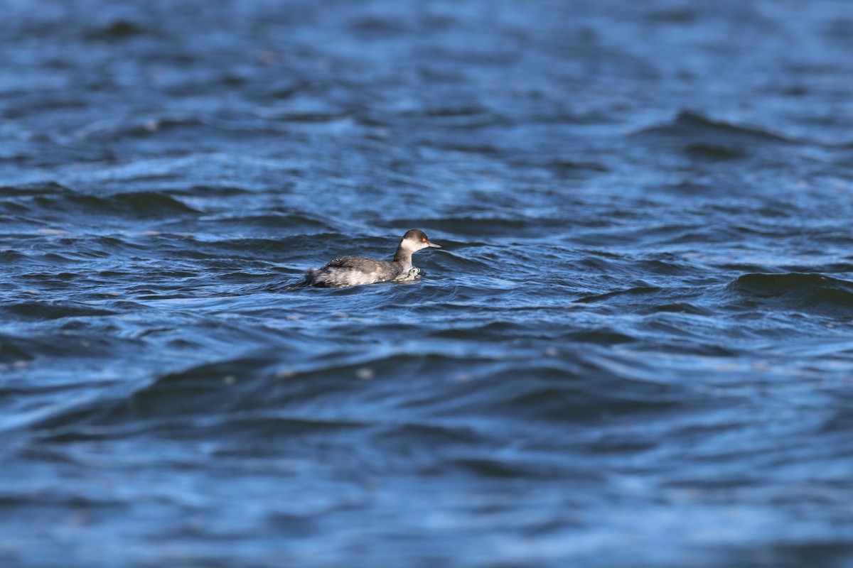 Eared Grebe - ML647878503