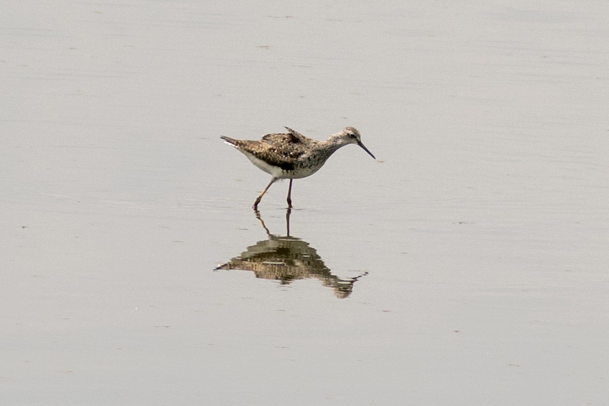 Lesser Yellowlegs - ML647878504