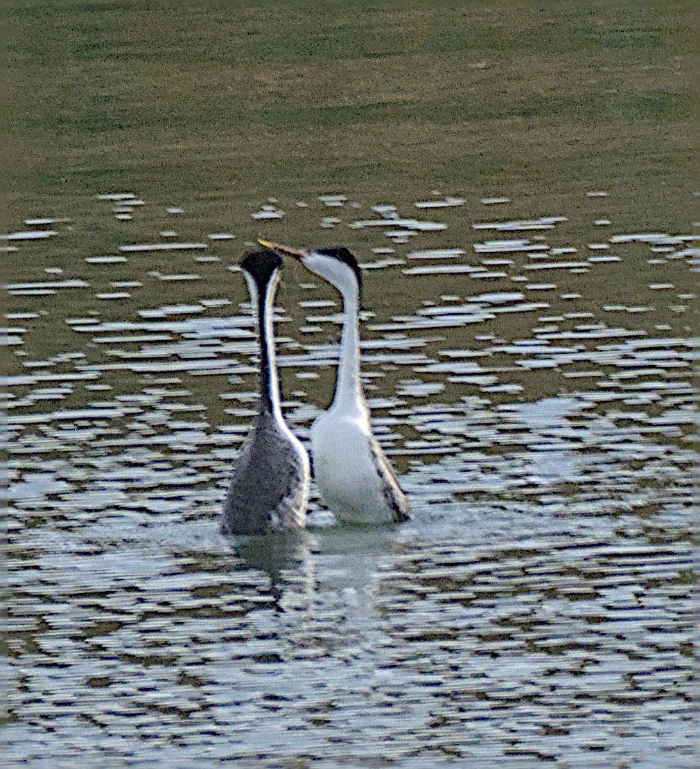 Clark's Grebe - ML647878505