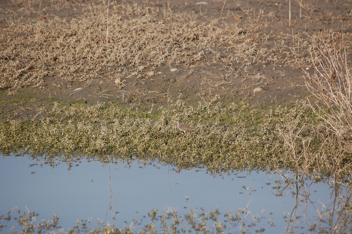 Wood Sandpiper - ML647878507