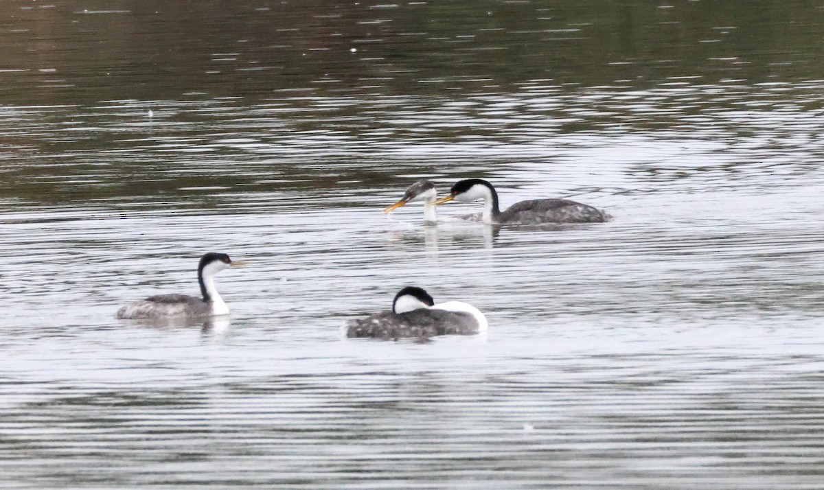 Western Grebe - ML647878508