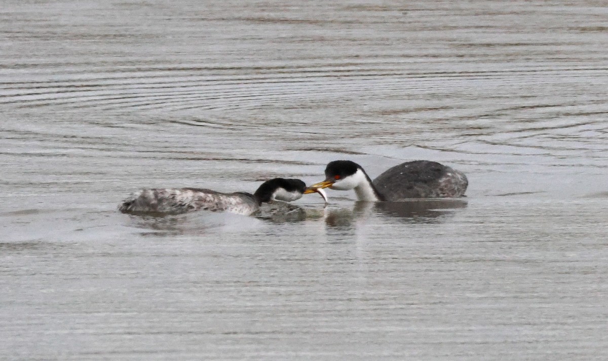 Western Grebe - ML647878509