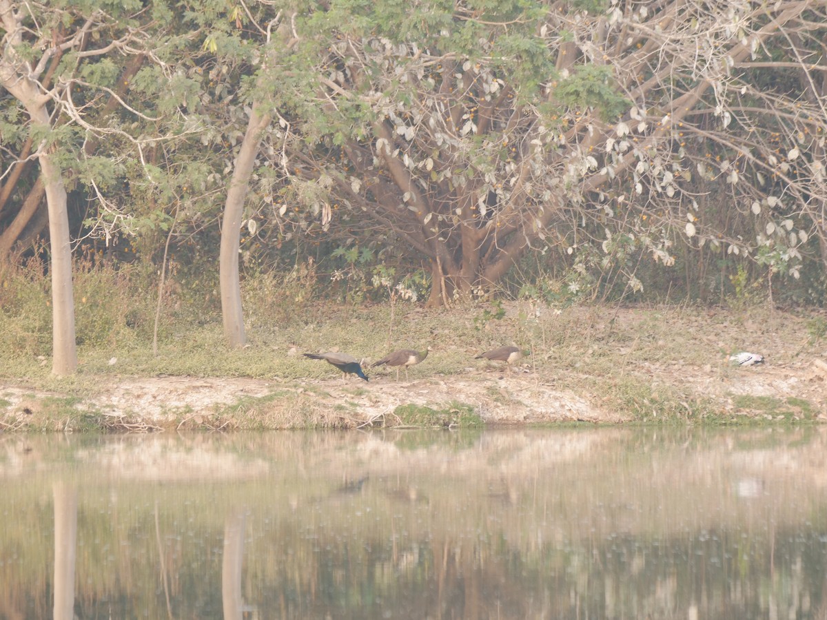 Indian Peafowl - ML647878510