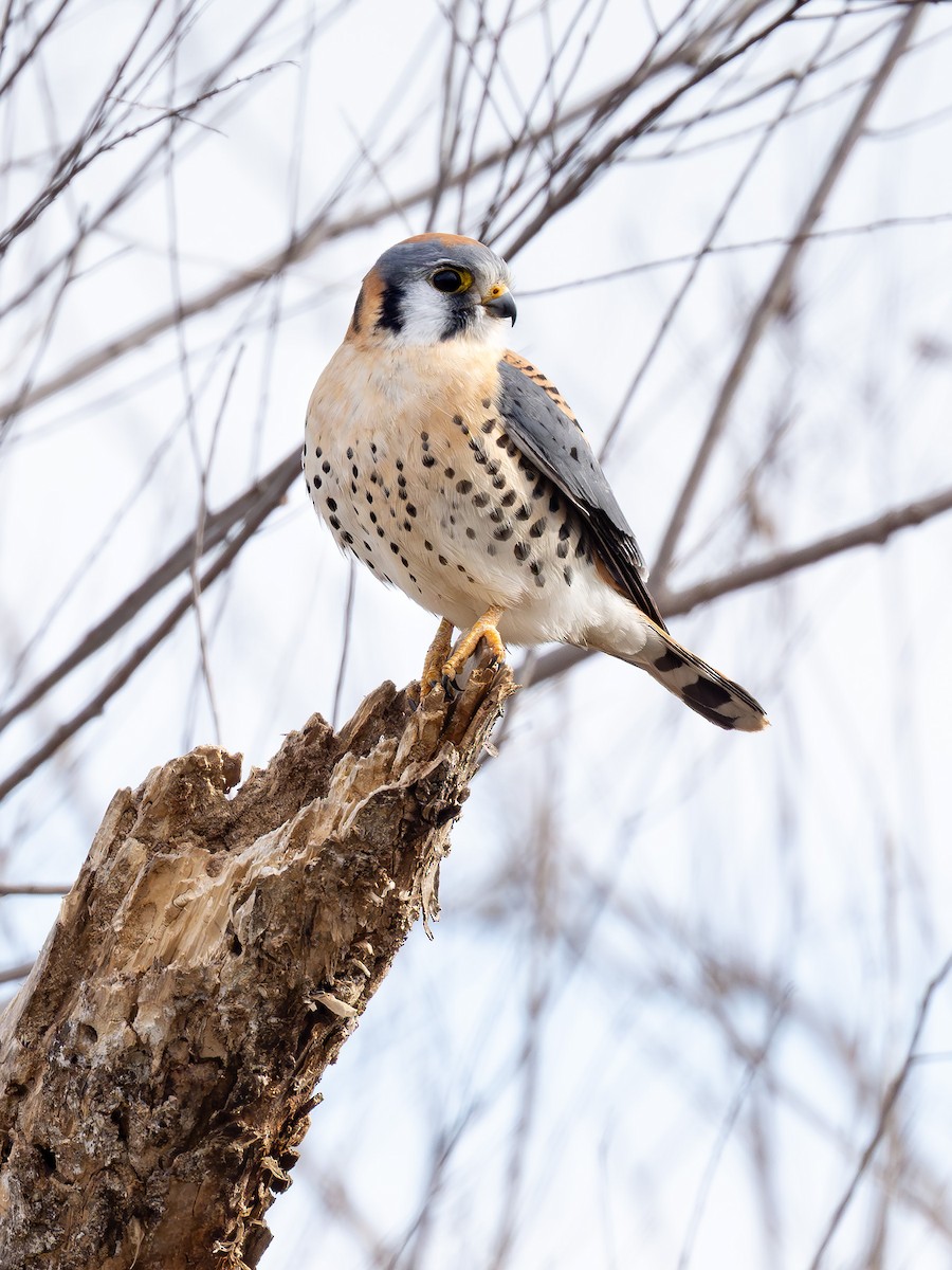 American Kestrel - ML647878511