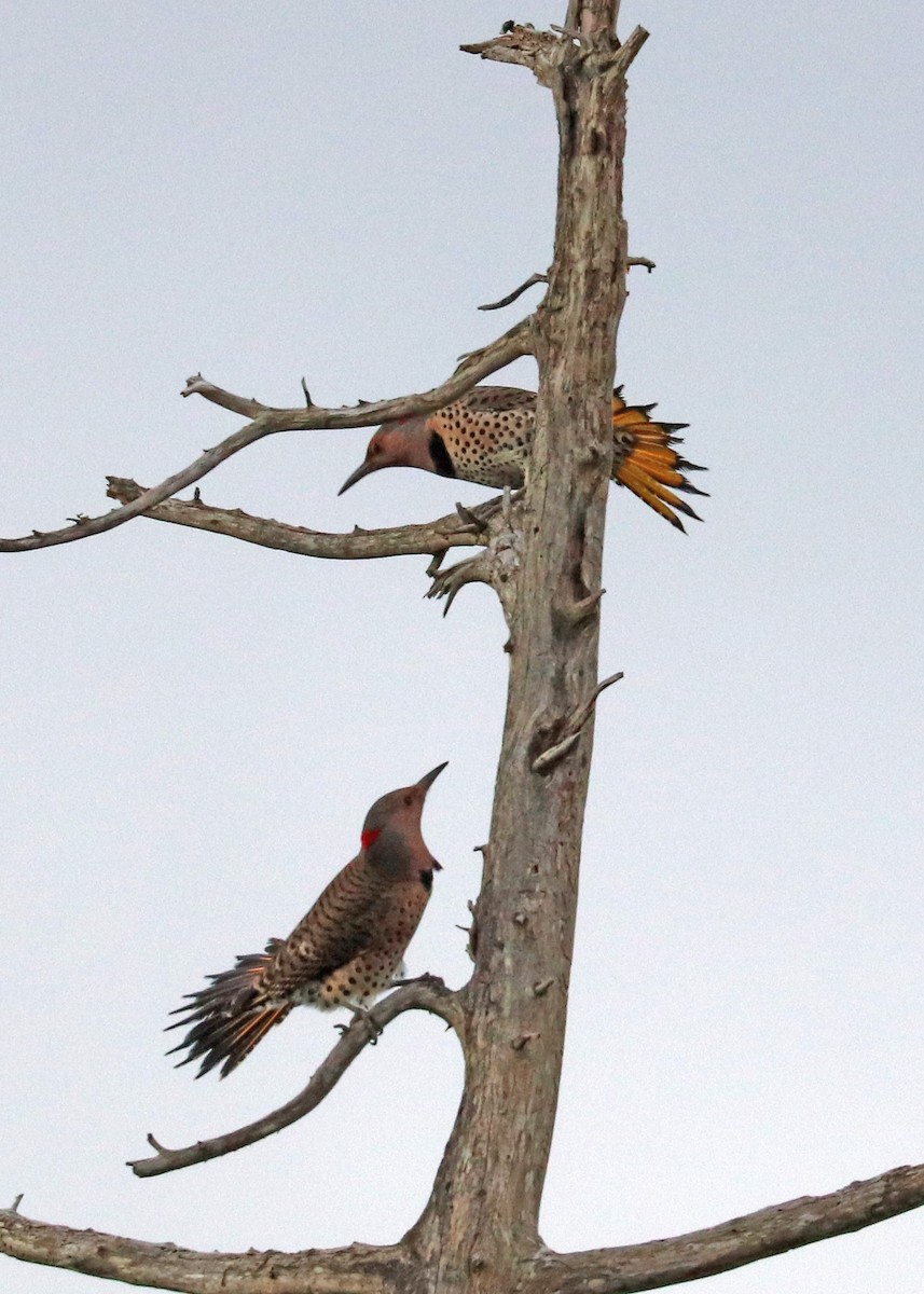 Northern Flicker (Yellow-shafted) - ML647878512