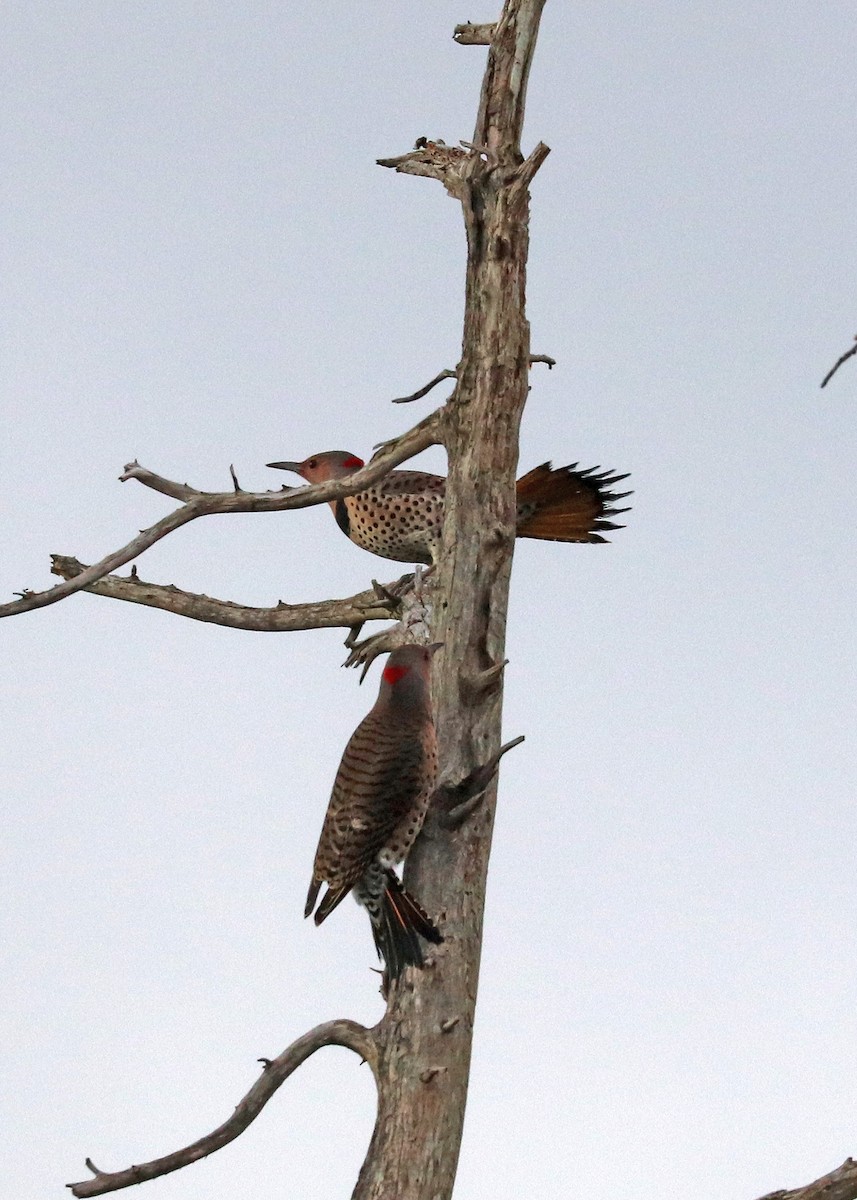 Northern Flicker (Yellow-shafted) - ML647878513