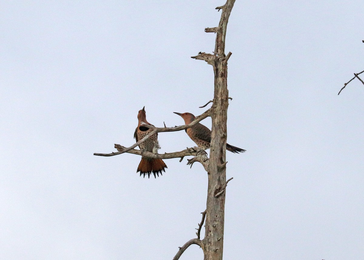 Northern Flicker (Yellow-shafted) - ML647878514