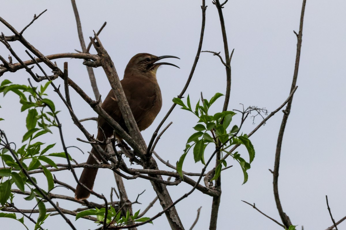 California Thrasher - ML647878530