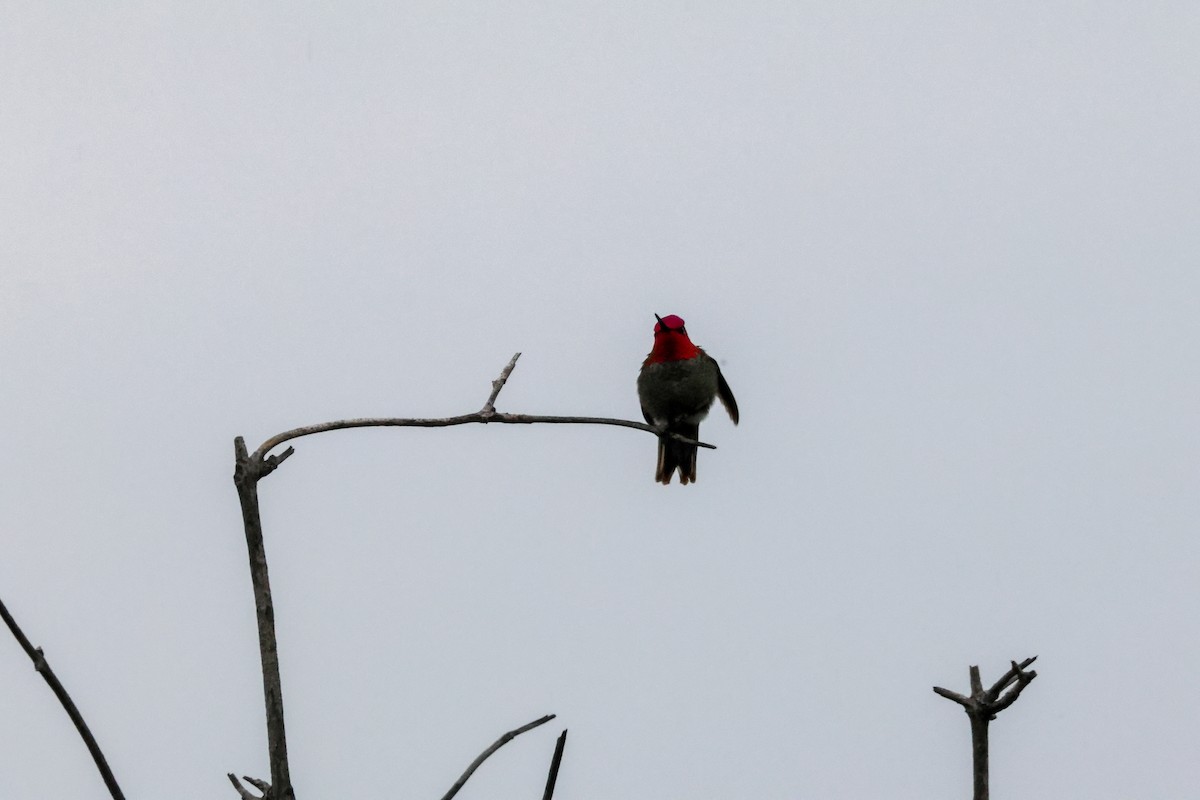 Anna's Hummingbird - ML647878535