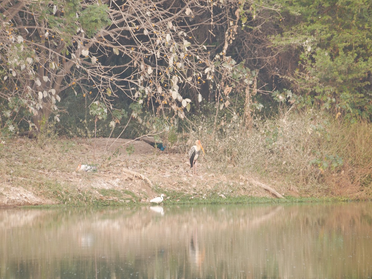 Painted Stork - ML647878536