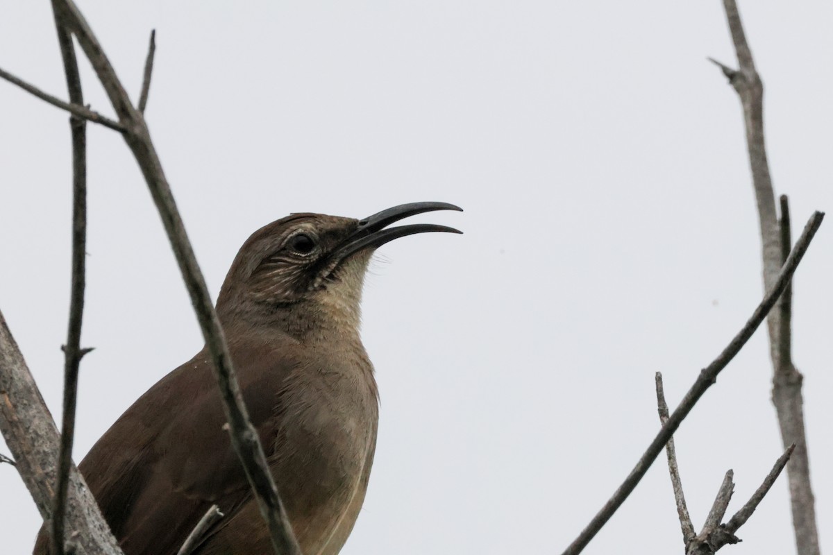 California Thrasher - ML647878538