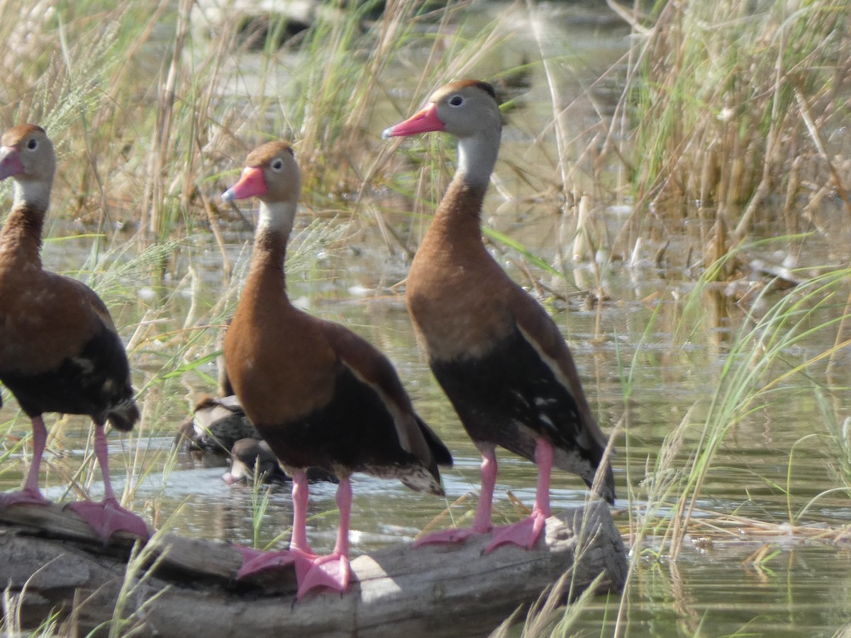 Black-bellied Whistling-Duck - ML647878539