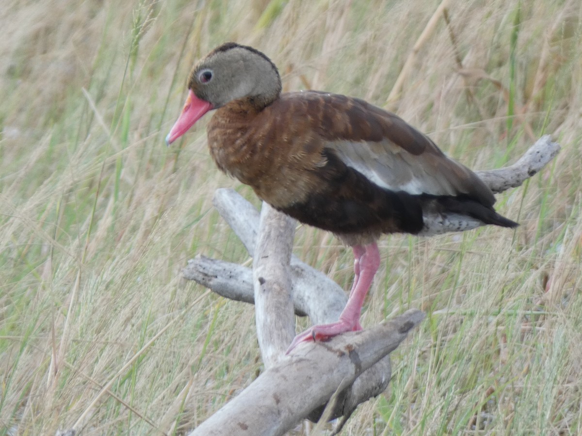 Black-bellied Whistling-Duck - ML647878541