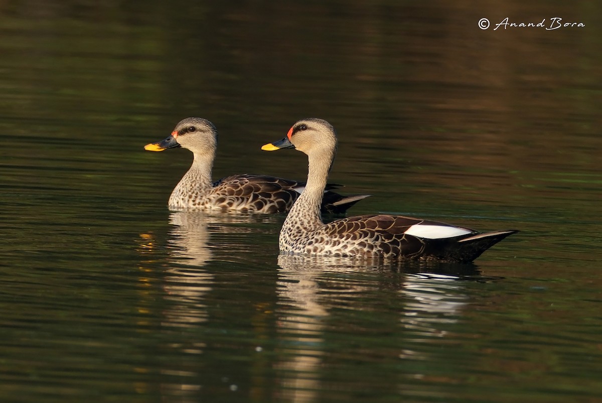 Indian Spot-billed Duck - ML647878543