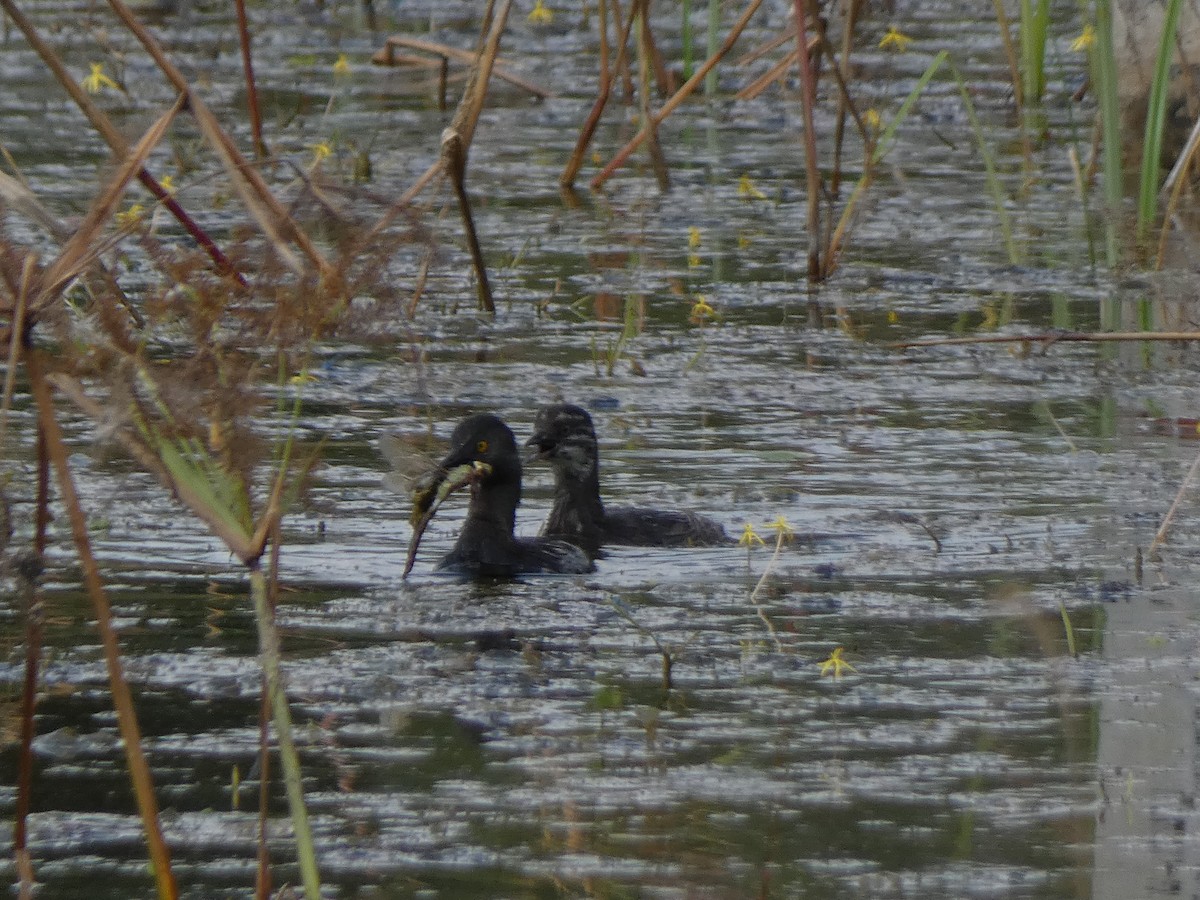 Least Grebe - ML647878544