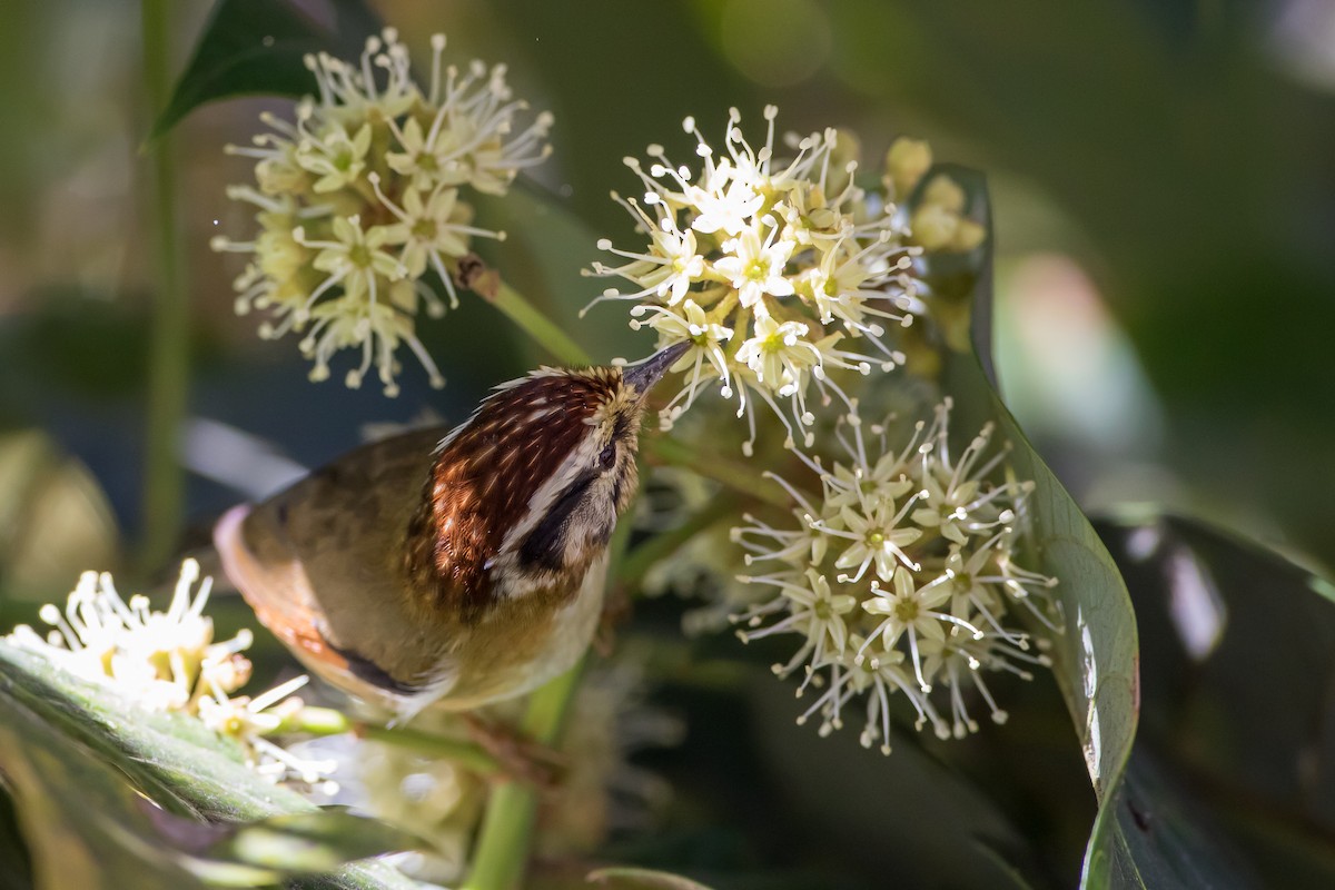 Rufous-winged Fulvetta - ML647878545