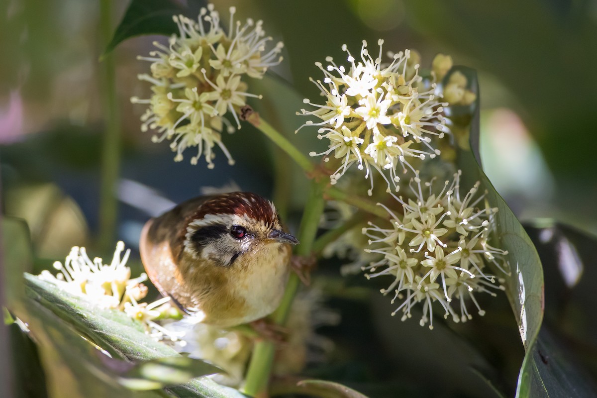 Rufous-winged Fulvetta - ML647878546