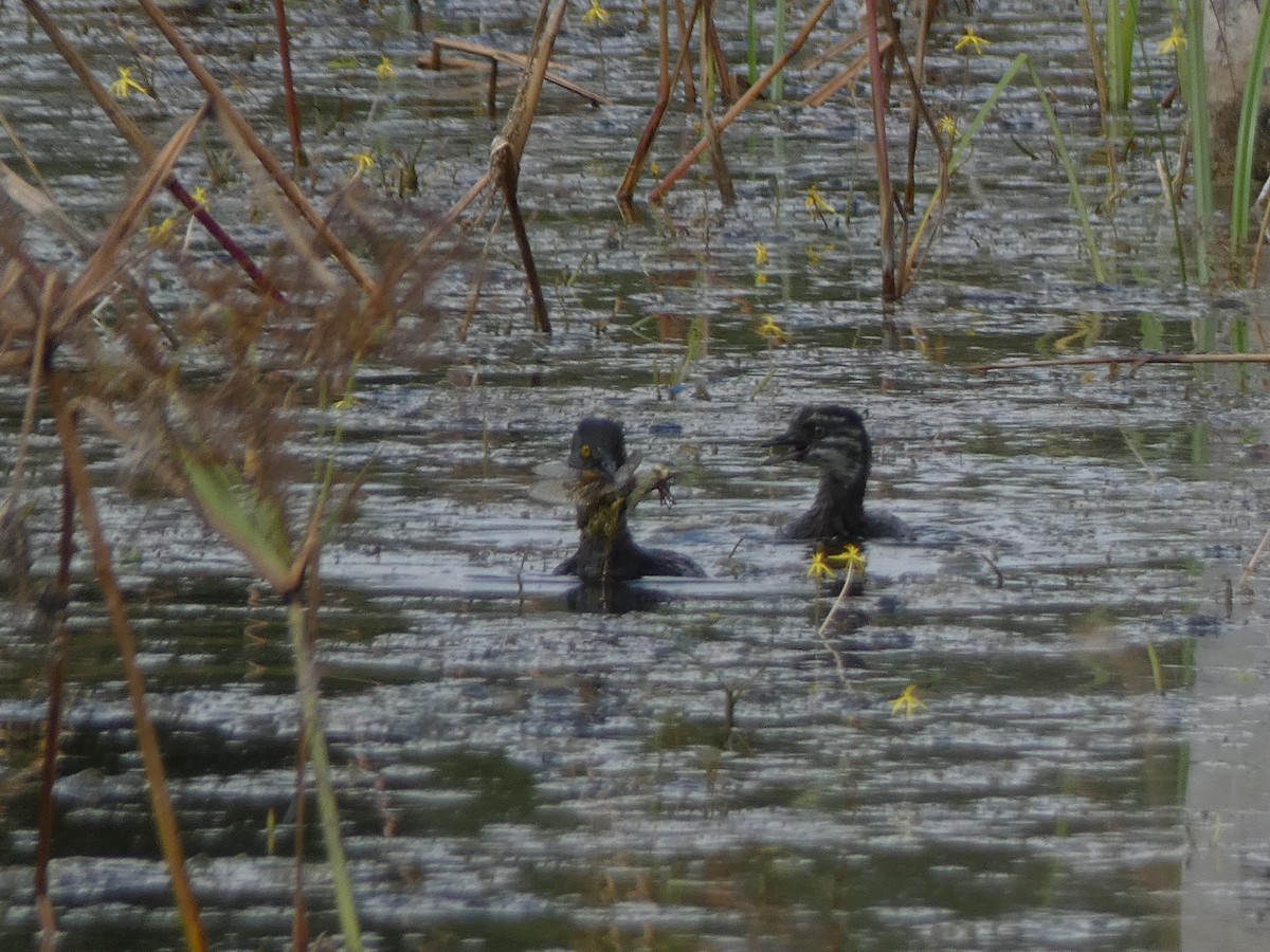 Least Grebe - ML647878547