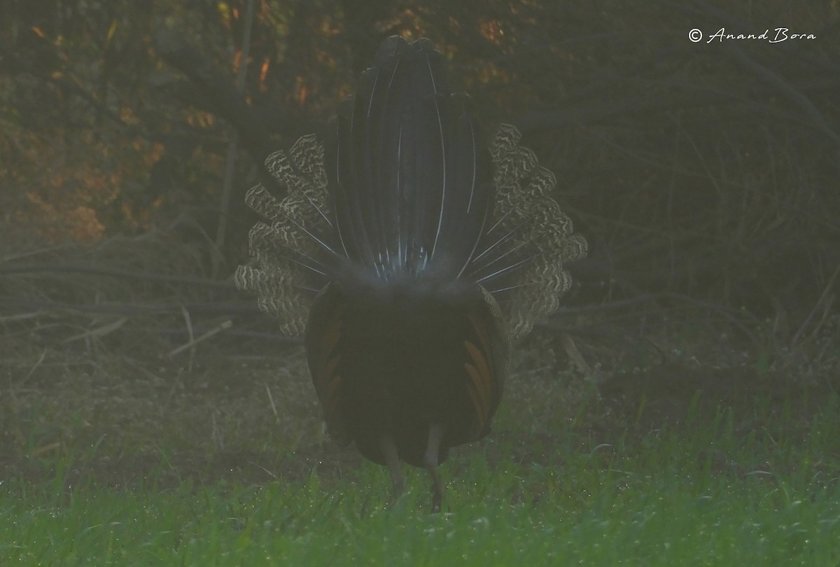 Indian Peafowl - ML647878548