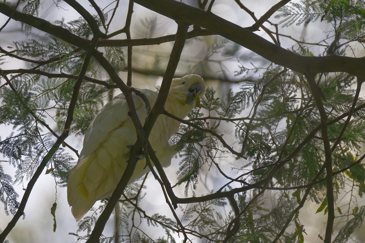 Sulphur-crested Cockatoo - ML647878549