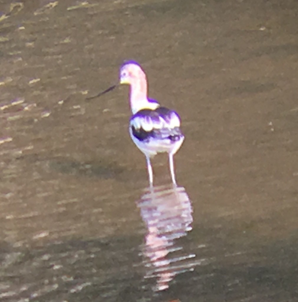 American Avocet - ML647878550