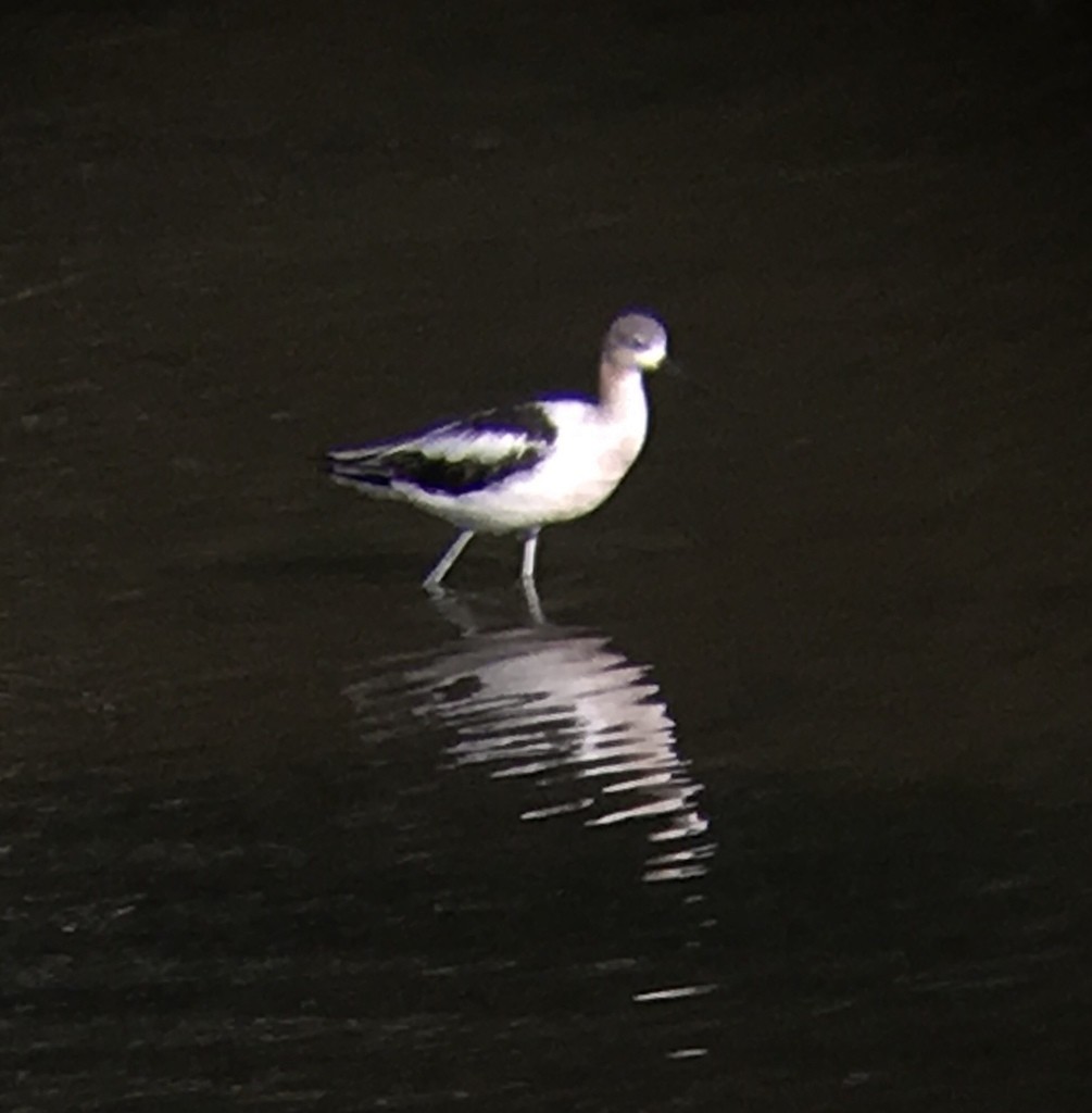 American Avocet - ML647878551