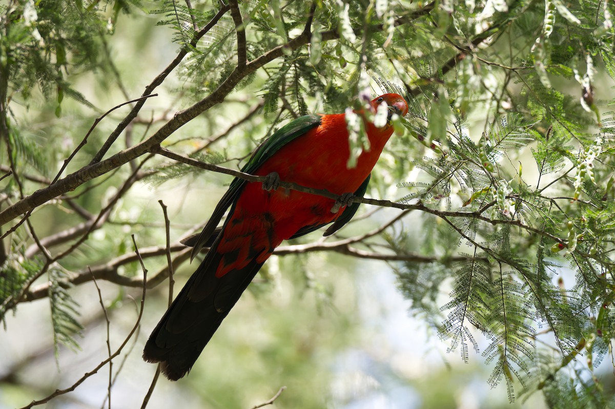 Australian King-Parrot - ML647878552