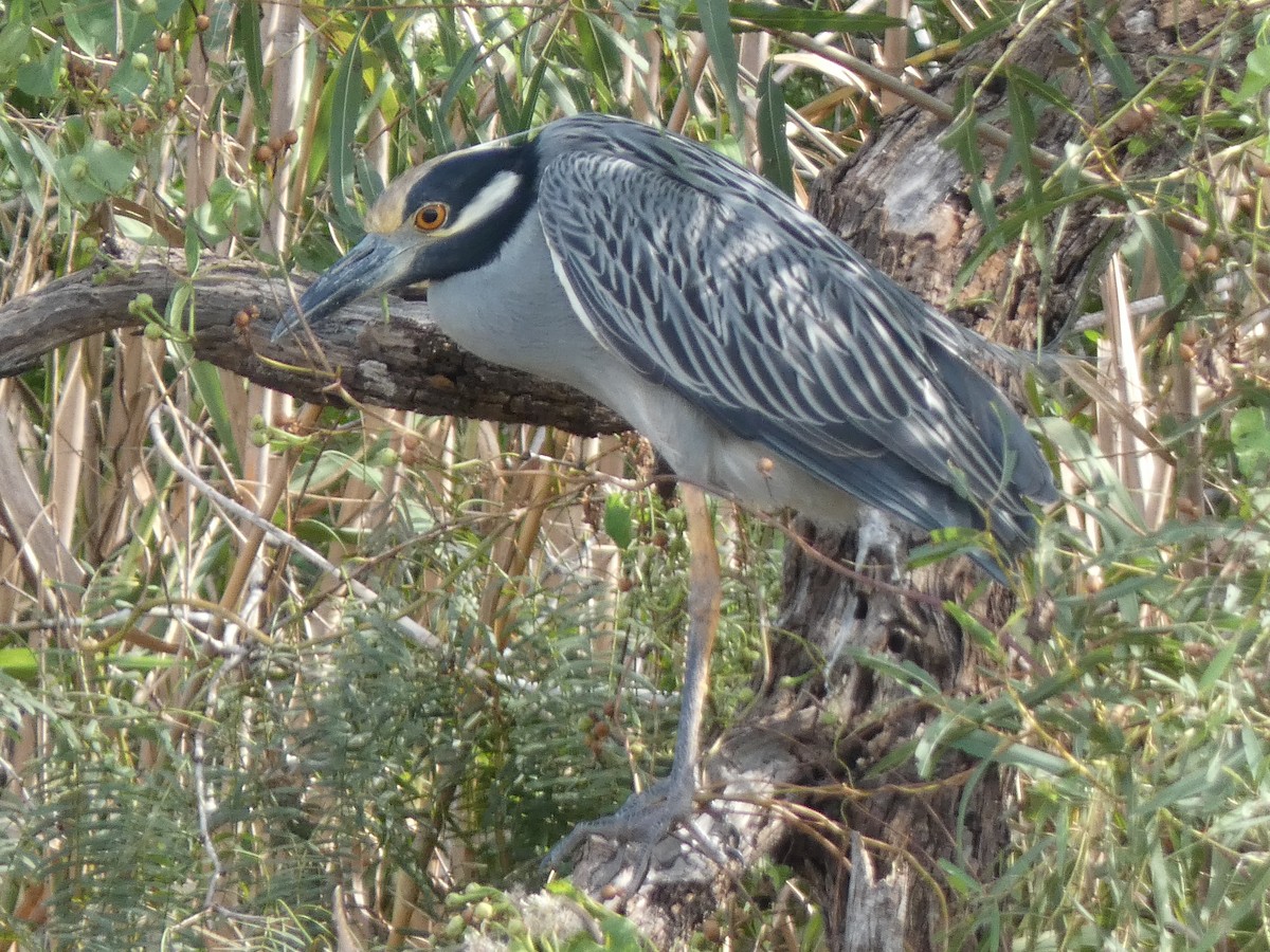 Yellow-crowned Night Heron - ML647878553