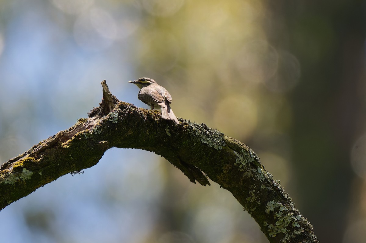 Yellow-faced Honeyeater - ML647878554