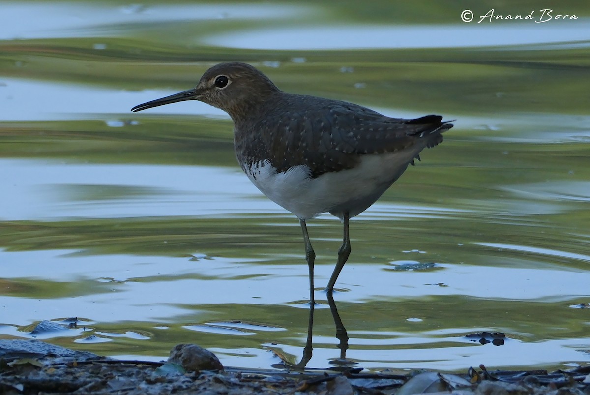 Green Sandpiper - ML647878555