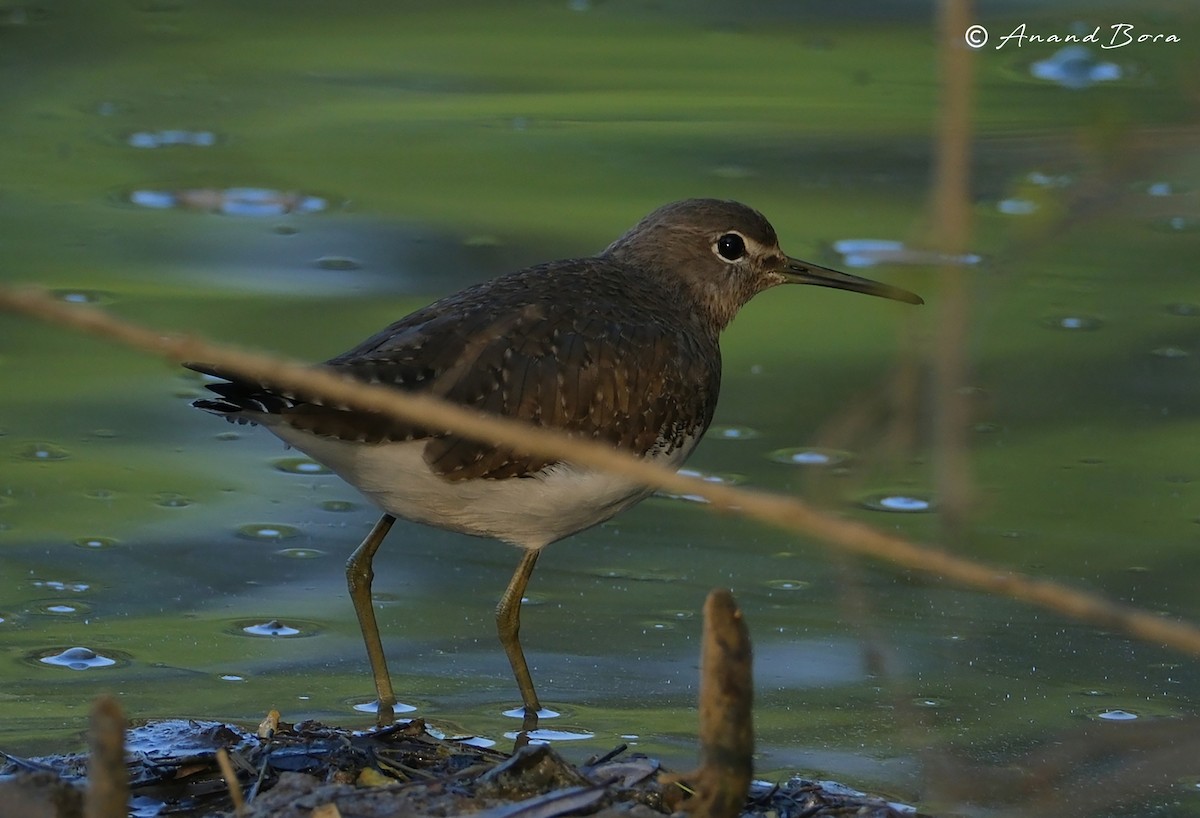 Green Sandpiper - ML647878556