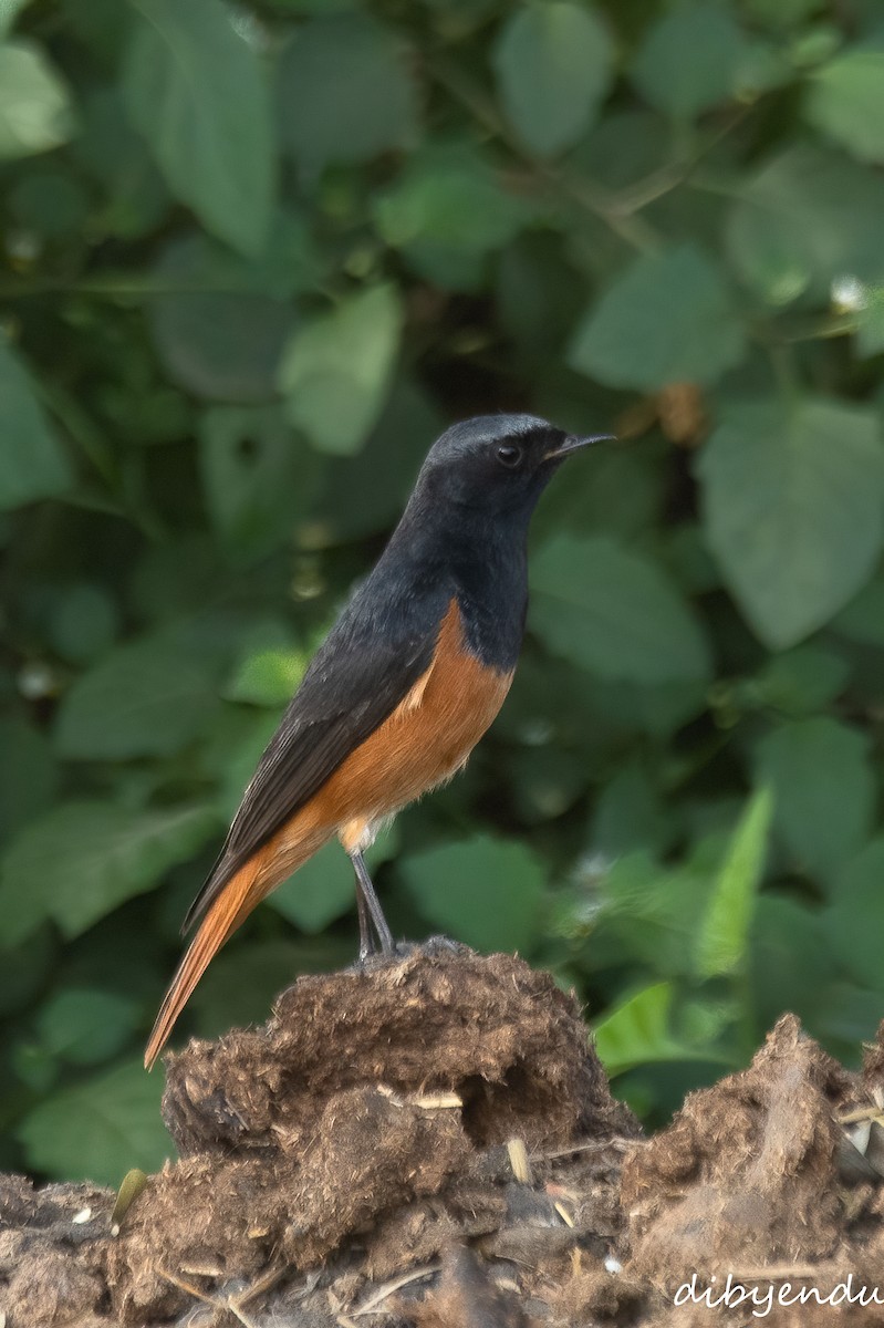 Black Redstart - ML647878564