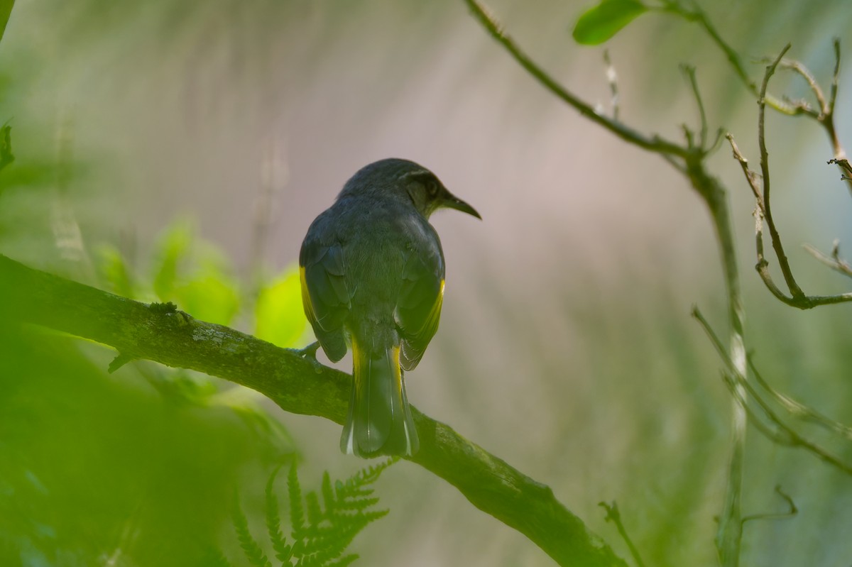 Crescent Honeyeater - ML647878573