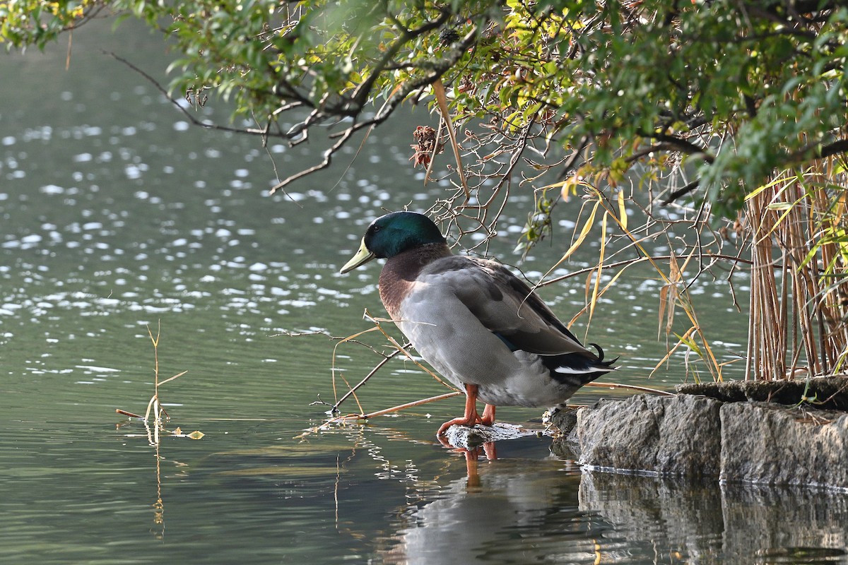 Mallard (Domestic type) - ML647878576