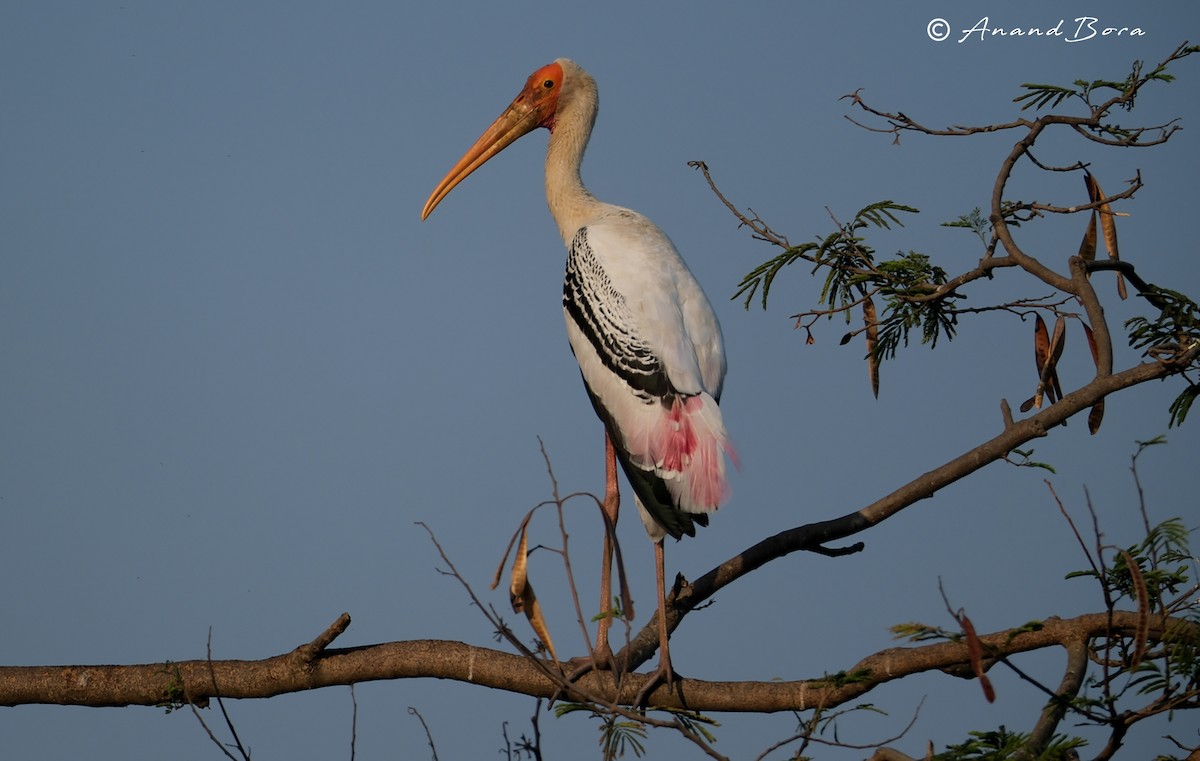 Painted Stork - ML647878578