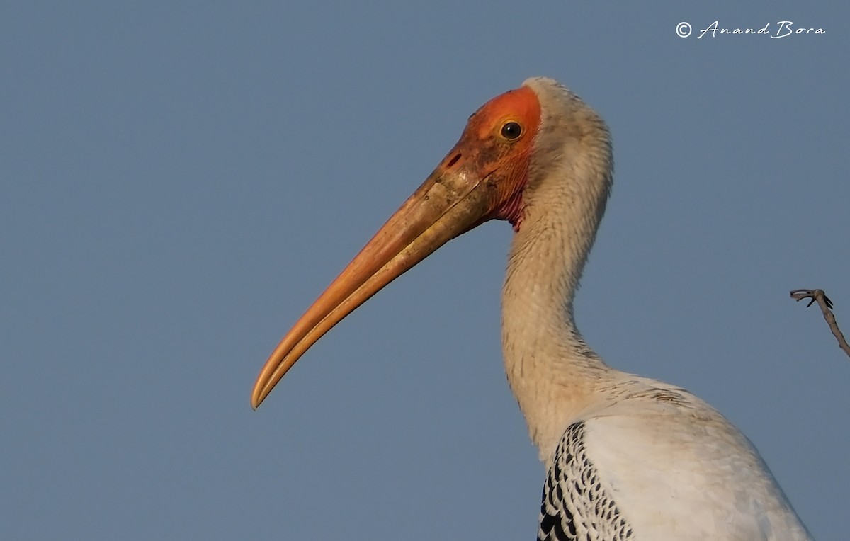 Painted Stork - ML647878579