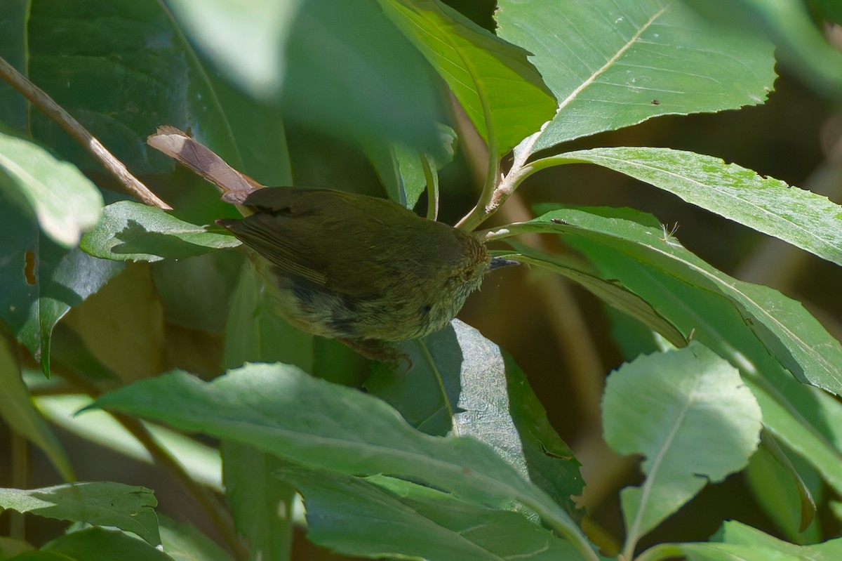 Brown Thornbill - ML647878580