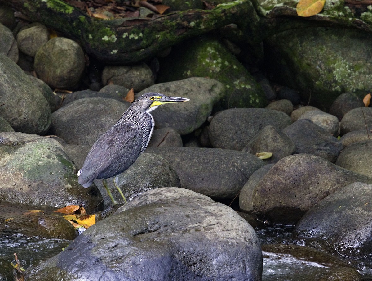 Fasciated Tiger-Heron - ML647878581