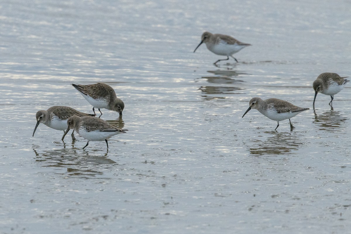 Dunlin - ML647878582