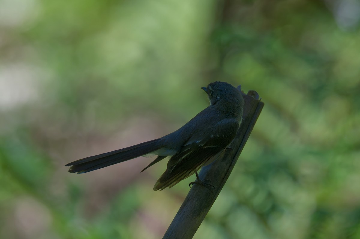 Gray Fantail - ML647878583