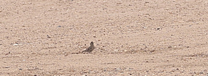 Eurasian Skylark - ML647878584