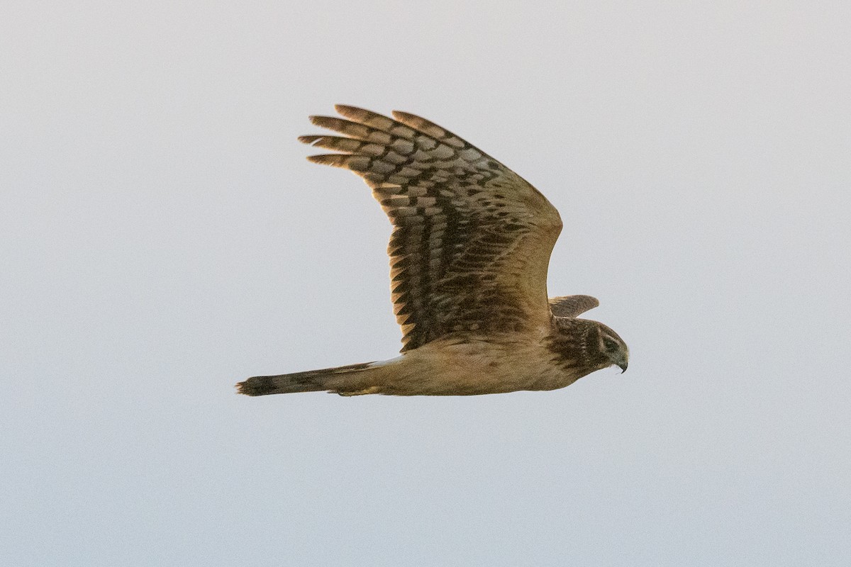 Northern Harrier - ML647878592