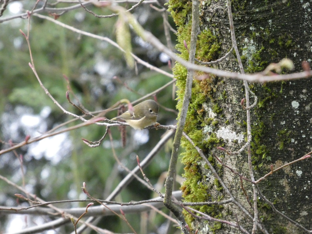 králíček americký - ML647878613