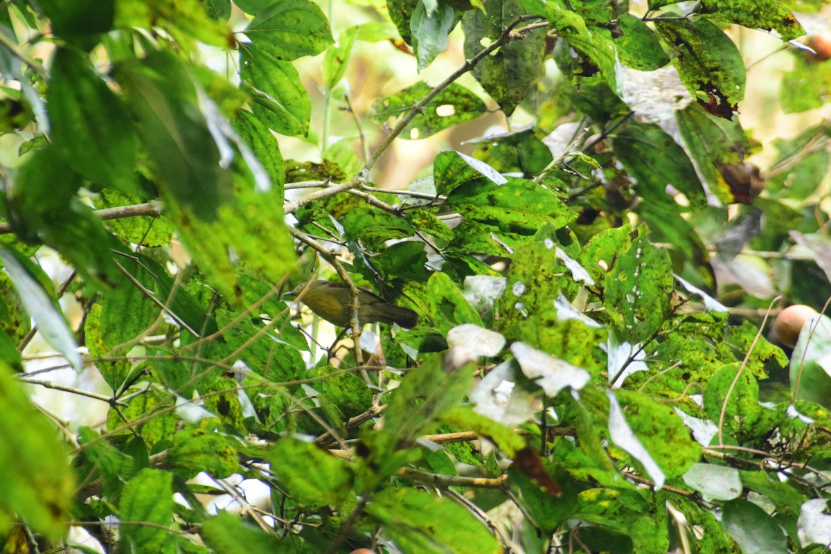 Pin-striped Tit-Babbler - ML647878637