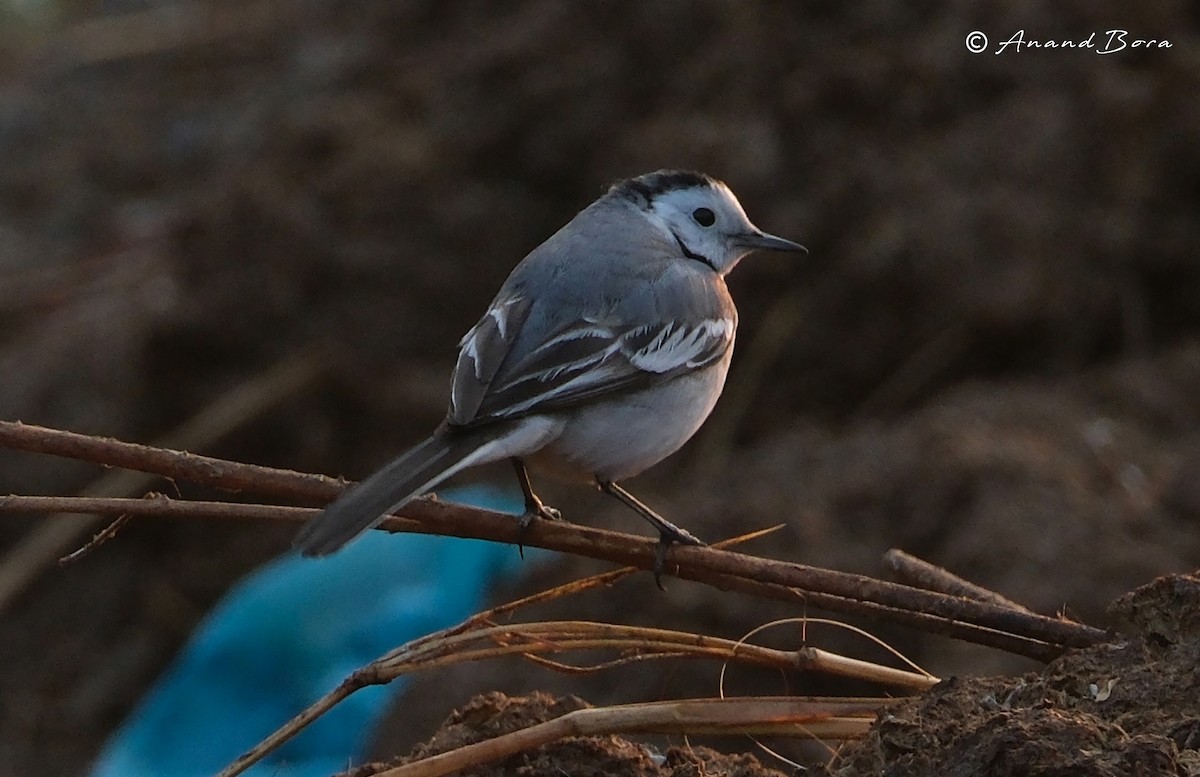 Bergeronnette grise - ML647878640