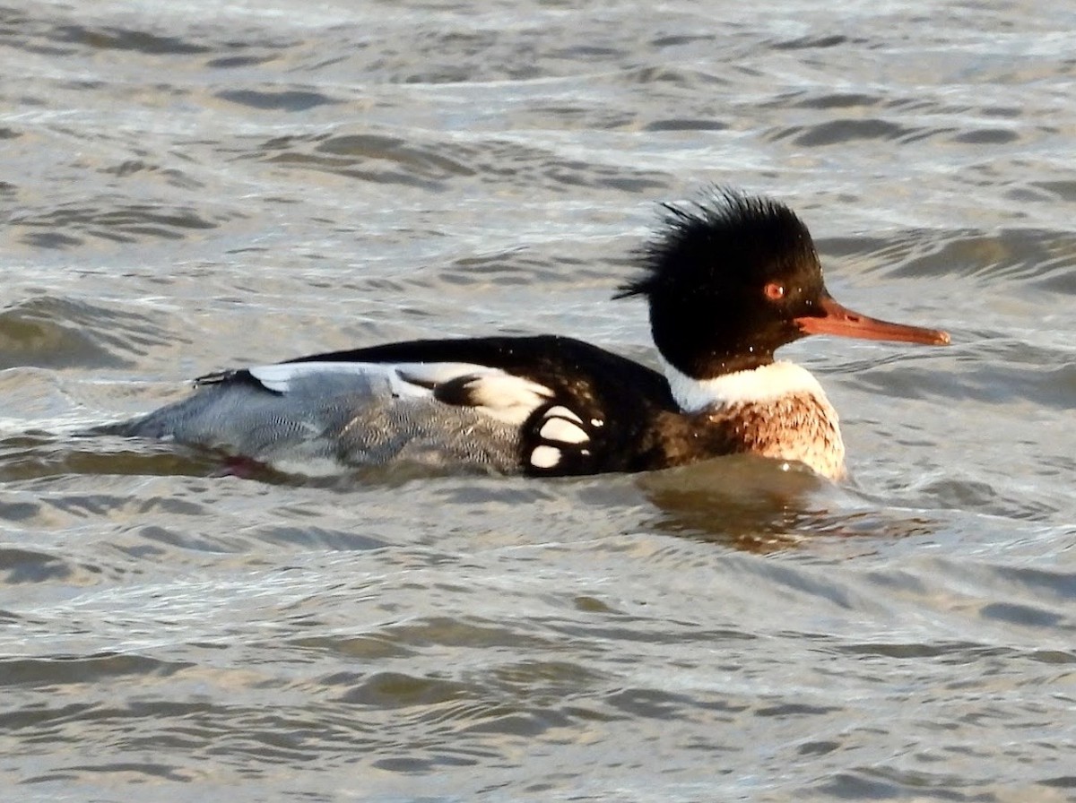 Red-breasted Merganser - ML647878687