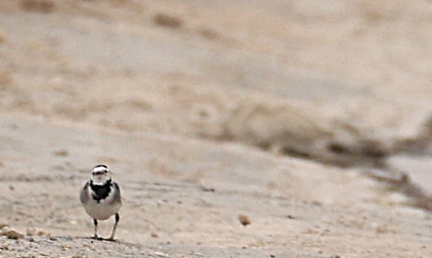 Bergeronnette grise - ML647878737